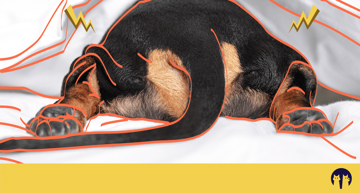 Έχεις σκύλο που φοβάται τις καταιγίδες; Πώς μπορείς να τον βοηθήσεις;